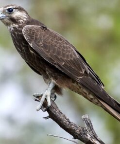 Laggar Falcon Birds