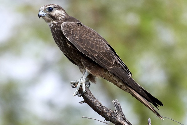 "Image of a Laggar Falcon (Falco jugger) perched on a rocky surface, showcasing its striking plumage with a distinctive dark cap and sharp talons, set against a blurred natural background. This majestic bird of prey is known for its impressive speed and agility, commonly found in open landscapes and arid regions of South Asia."