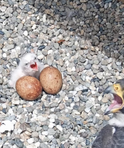 Laggar Falcon Eggs
