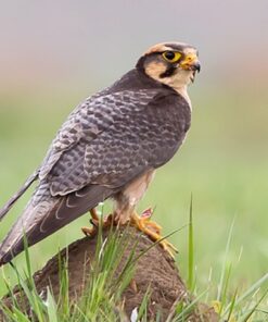 Lanner falcon Birds