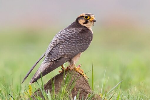 "Close-up of a majestic Lanner Falcon perched on a branch, showcasing its striking plumage and keen eyes. Known for its incredible speed and agility, this bird of prey is a symbol of grace in the wild. The Lanner Falcon is found in various habitats across Europe, Africa, and parts of Asia, making it a fascinating subject for birdwatchers and wildlife enthusiasts."