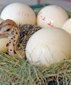 Ostrich Eggs