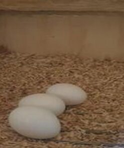 Severe Macaw Parrot Eggs