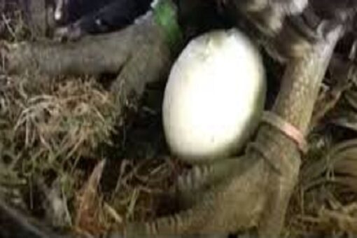 "Fertile parrot eggs carefully placed in a soft nesting material, ready for incubation."