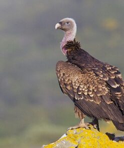 Ruppell’s Griffon Vulture Birds