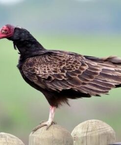 Turkey Vulture Birds