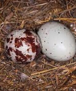 Turkey Vulture Eggs