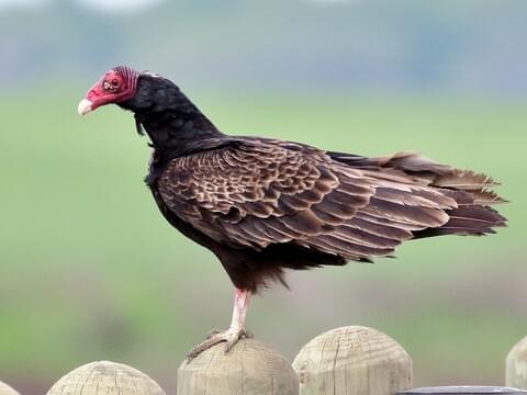 "Turkey Vulture (Cathartes aura) perched on a branch, showcasing its distinctive features, including a bald red head, dark brown plumage, and large wingspan, often seen soaring in the sky. This scavenging bird is commonly found in North America, playing a vital role in the ecosystem by feeding on carrion."