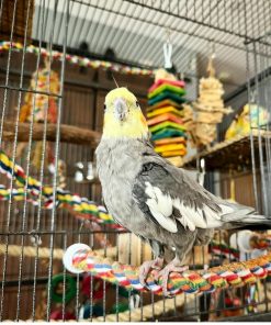 Cockatiel Birds