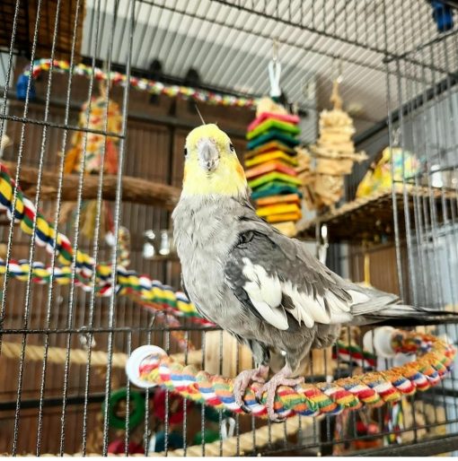 "Colorful and friendly Cockatiel birds perched on a branch, showcasing their distinctive crest and bright plumage, ideal for pet enthusiasts and bird lovers. Perfect for articles on pet care, avian companionship, and bird breeding."