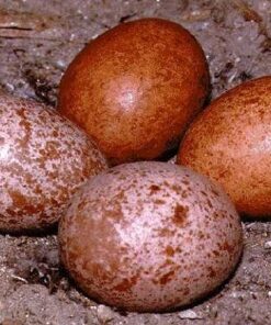 Lanner Falcon Eggs