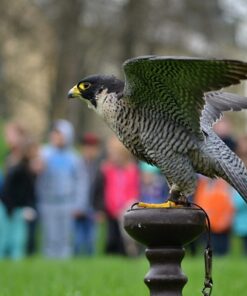 Peregrine Falcon Birds