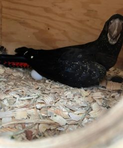 Red-Tailed Black Cockatoo Parrot Eggs
