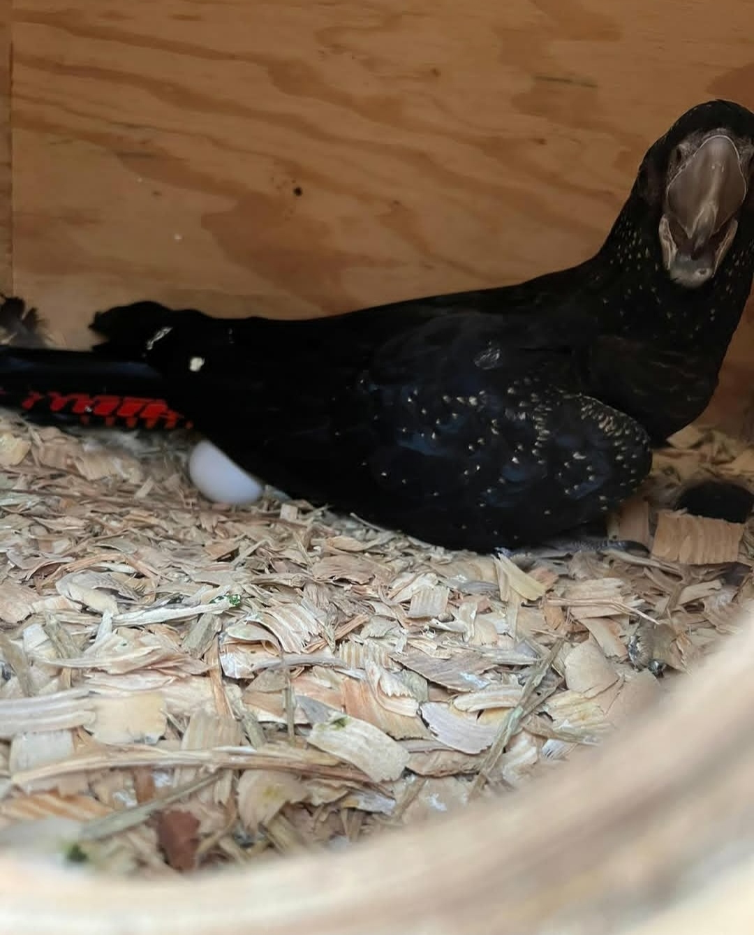 "Red-Tailed Black Cockatoo Parrot Eggs – Premium, fertile eggs from exotic and rare parrots, ideal for breeding or incubation. Known for their striking red tail feathers and intelligent personalities, these eggs are sourced from healthy, well-cared-for birds. Perfect for aviaries or parrot enthusiasts looking to hatch these majestic birds. Available for sale with proper shipping and care instructions."