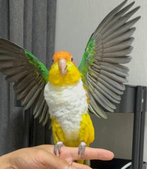 White-bellied Caique Parrot - Image 3
