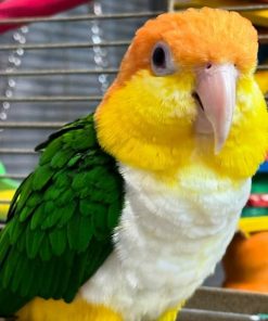 White-bellied Caique Parrot