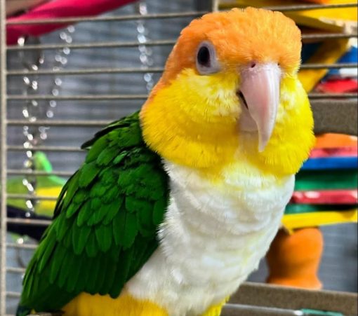 White-bellied Caique Parrot - Image 2