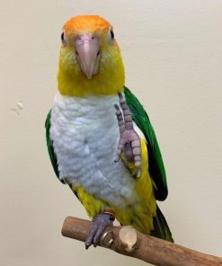 White-bellied Caique Parrot