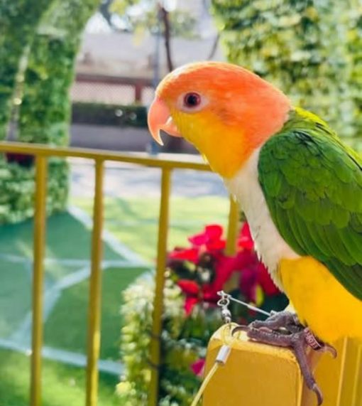 White-bellied Caique Parrot - Image 4