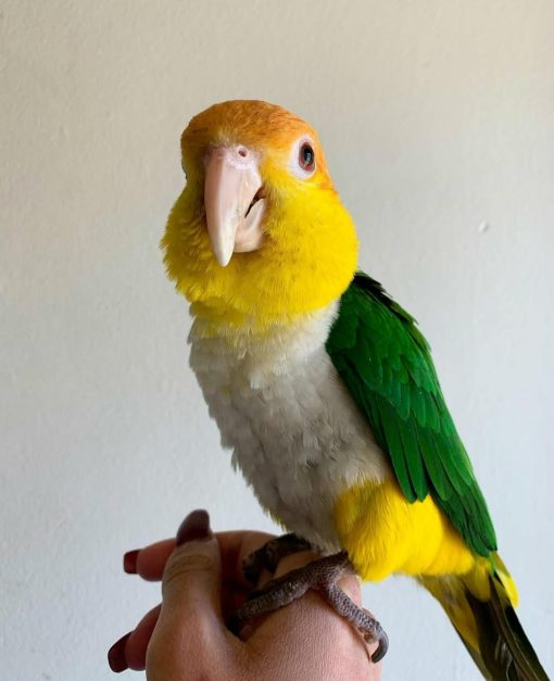 White-bellied Parrot for Sale – Playful & Intelligent Companion - Image 4