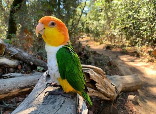 White-bellied Parrot for Sale – Playful & Intelligent Companion - Image 3