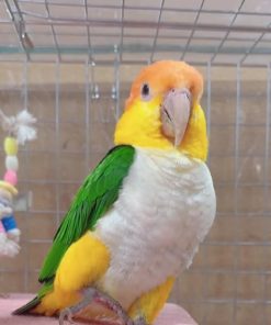 White-bellied Parrot for Sale – Playful & Intelligent Companion