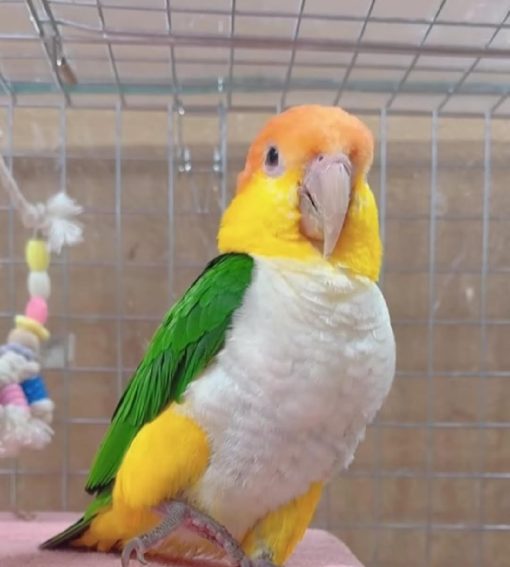 White-bellied Parrot for Sale – Playful & Intelligent Companion - Image 2