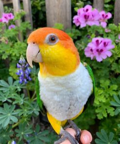 White-bellied Parrot for Sale – Playful & Intelligent Companion