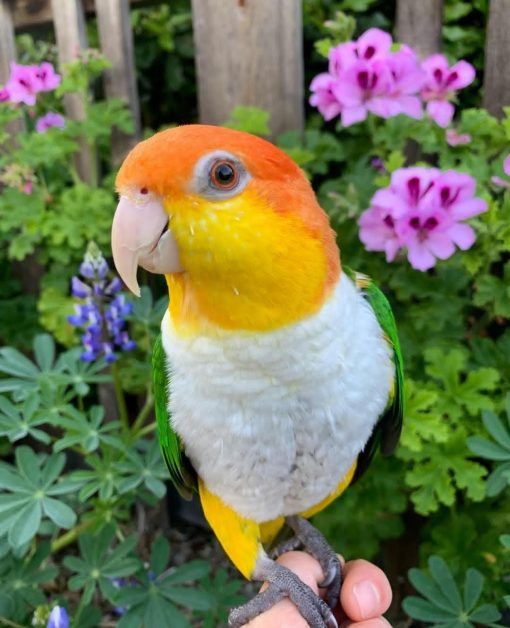 "White-bellied Caique Parrot perched on a branch, showcasing its vibrant green feathers, striking orange beak, and distinctive white belly. This playful and social bird is known for its energetic personality and affectionate nature, making it a popular choice among exotic pet enthusiasts."