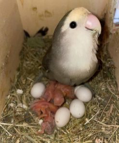 Lovebirds Eggs