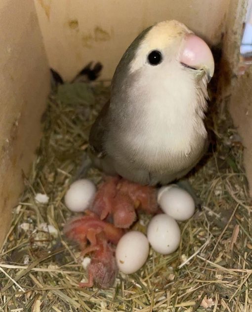 "High-quality lovebird eggs in a natural nesting environment, showcasing their unique speckled shells. Ideal for breeding enthusiasts and avian lovers, these fertile lovebird eggs ensure healthy offspring and vibrant colors. Perfect for those looking to expand their lovebird family."