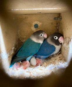 Lovebirds Eggs