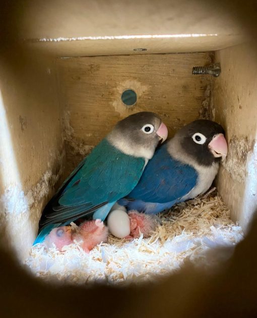 "High-quality lovebird eggs in a natural nesting environment, showcasing their unique speckled shells. Ideal for breeding enthusiasts and avian lovers, these fertile lovebird eggs ensure healthy offspring and vibrant colors. Perfect for those looking to expand their lovebird family."