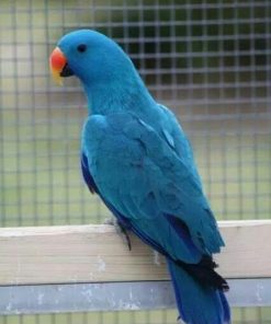 Male Blue Solomon Island Eclectus Parrot