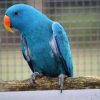 A vibrant blue female Solomon Island Eclectus Parrot perched gracefully, showcasing her striking blue feathers with hints of green, and a bold, curved beak. Her bright eyes exude intelligence and curiosity, while her elegant stance highlights the unique beauty and charm of this exotic bird species.