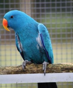Female Blue Solomon Island Eclectus Parrot