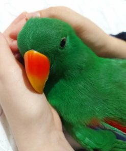 Female Island Eclectus Parrot