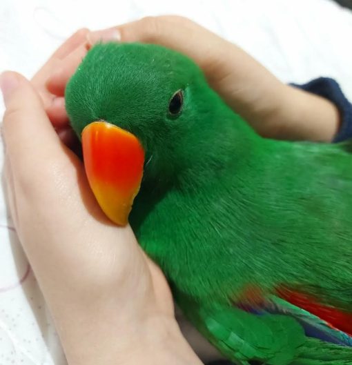 Bright red Female Solomon Island Eclectus Parrot with deep blue feathers on her chest and wings, perched gracefully on a branch. Her striking black beak contrasts beautifully with her vivid plumage, showcasing her unique and exotic appearance.