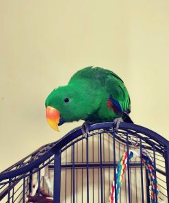 Male Solomon Island Eclectus Parrot