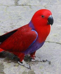 Red Male Solomon Island Eclectus Parrot