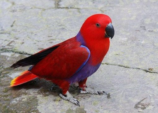 showcasing its stunning crimson feathers and bright green wings. The parrot's striking red plumage contrasts beautifully with its bright yellow beak and unique, expressive eyes, making it a captivating sight."