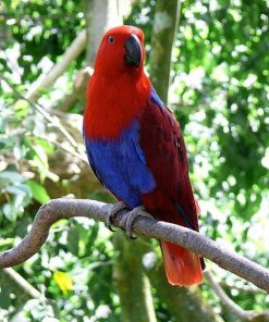 Red Female  Solomon Island Eclectus Parrot