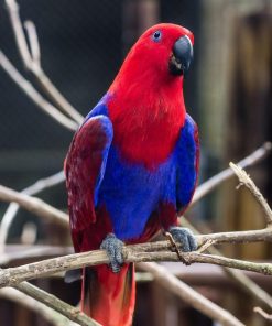 Red Female  Solomon Island Eclectus Parrot