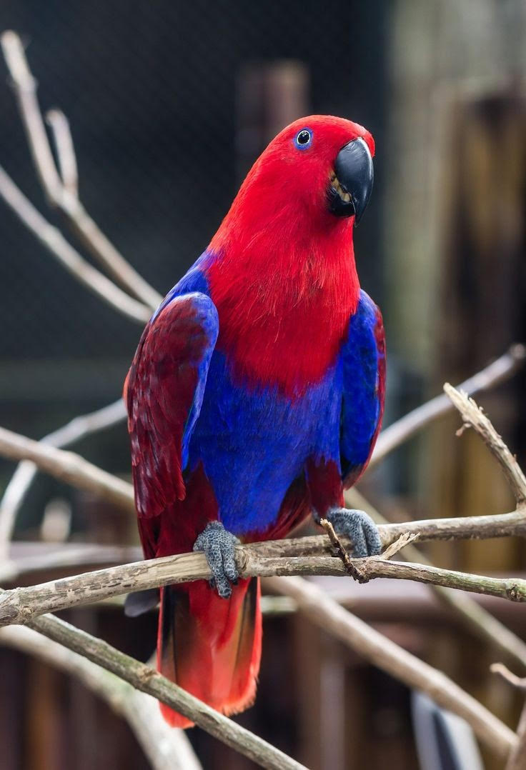 showcasing its stunning crimson feathers and bright green wings. The parrot's striking red plumage contrasts beautifully with its bright yellow beak and unique, expressive eyes, making it a captivating sight."