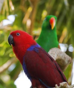 Red Male Solomon Island Eclectus Parrot