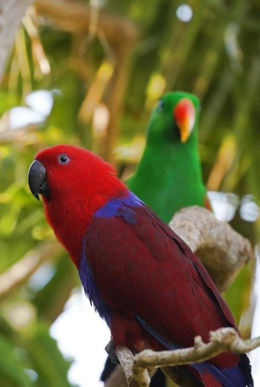 "Vibrant Red Male Solomon Island Eclectus Parrot perched gracefully, showcasing its stunning crimson feathers and bright green wings. The parrot's striking red plumage contrasts beautifully with its bright yellow beak and unique, expressive eyes, making it a captivating sight."