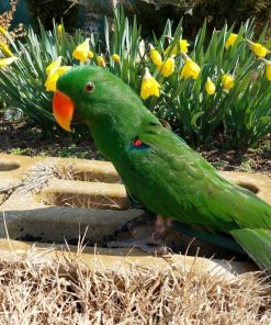 Male Solomon Island Eclectus Parrot