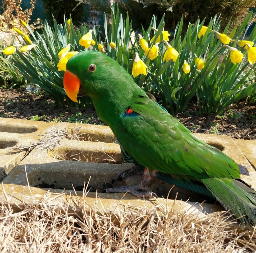 "Vibrant Male Solomon Island Eclectus Parrot with striking emerald green feathers, bright orange beak, and blue-tipped wings, perched gracefully on a branch."
