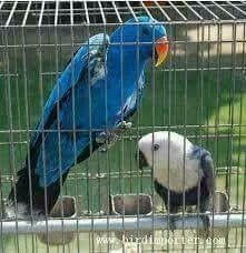 Male Blue Solomon Island Eclectus Parrot