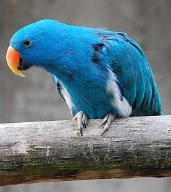 Female Blue Solomon Island Eclectus Parrot